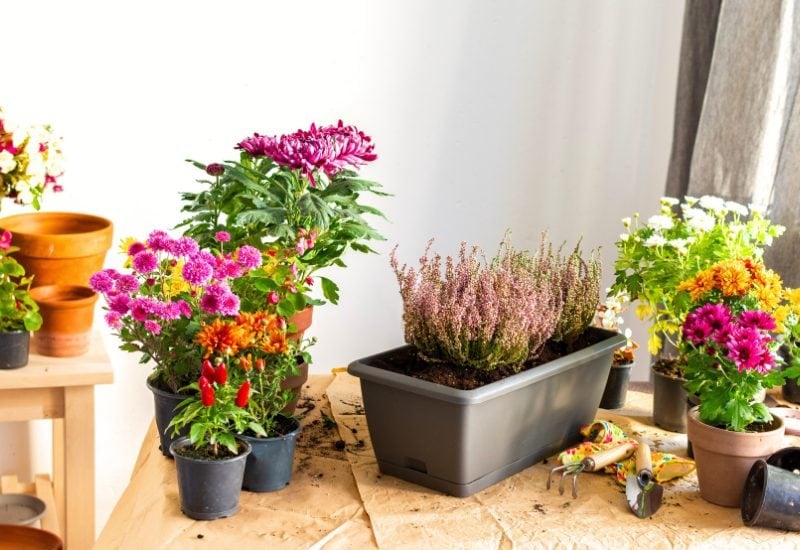 Avoid Short-Lived Monocarpic Varieties and Those in Bloom (or Close to It)