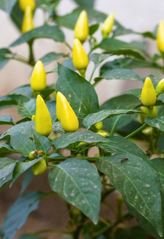 10 Excellent Hot Pepper Plants for Short Seasons or Cold Climates 9 Cayenne Pepper (Capsicum frutescens)