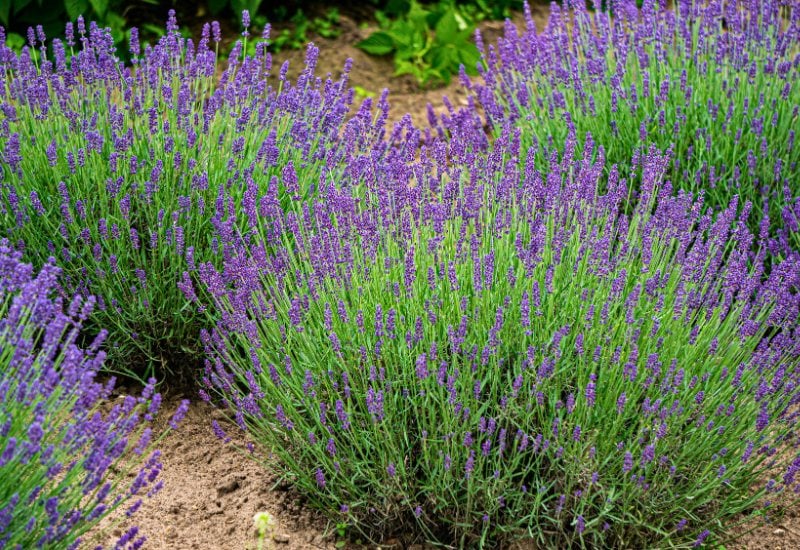 Choose the Right Lavender Variety