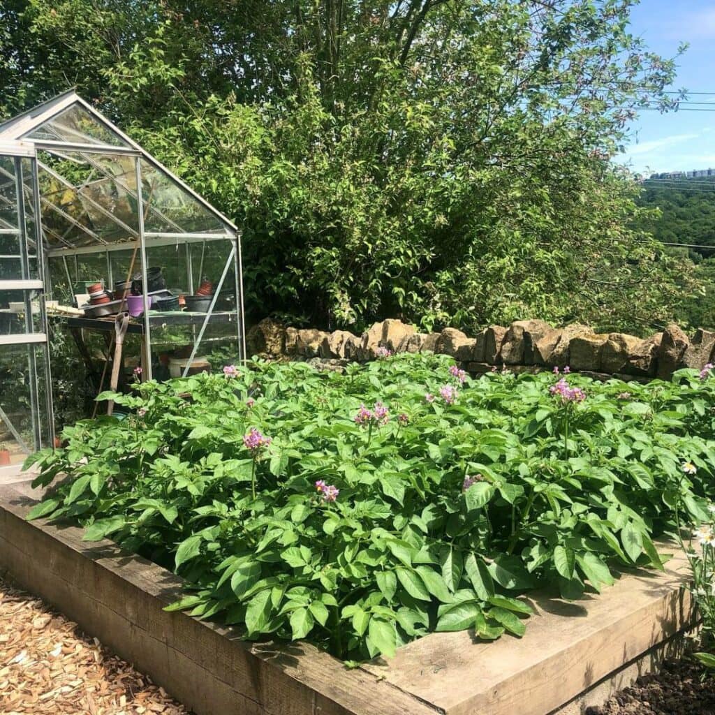 How to Fertilize Potatoes: The Secret for a Bumper Potato Harvest! 3