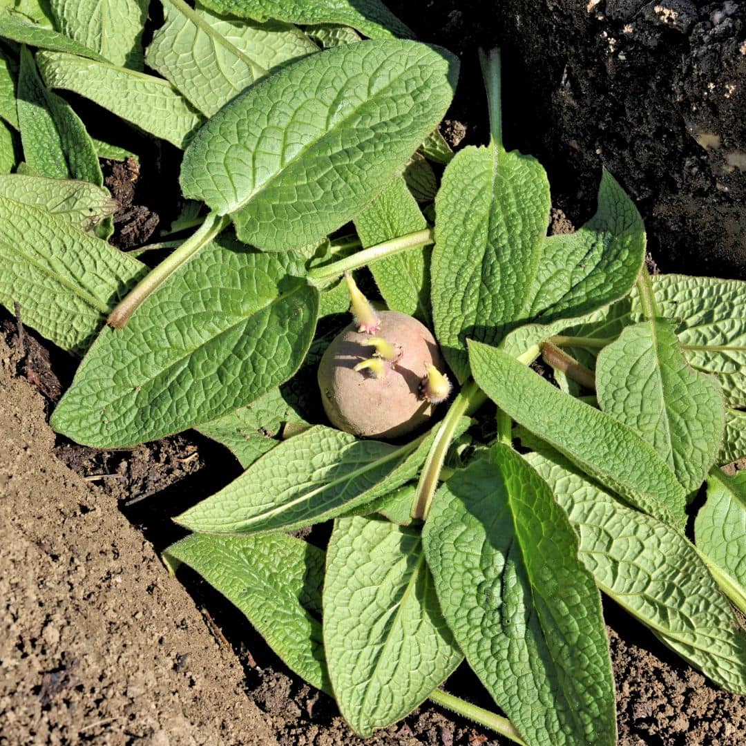 Comfrey as Potato Fertilizer