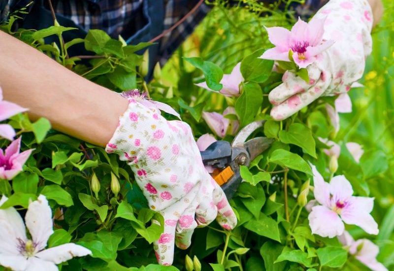  Prune Your Clematis CORRECTLY Between Waves