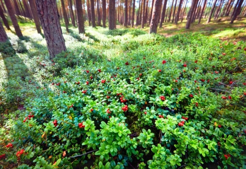 Onions and other vegetables growing in rows in an allotment or vegetable garden, UK

