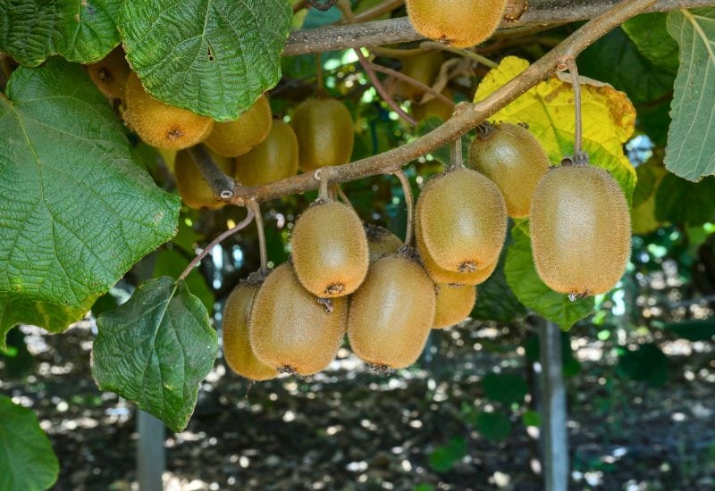 15 Edible Crops You Can Grow in Your Woodland Garden 12 Hardy Kiwi Vine (Actinidia arguta ‘Issai’)