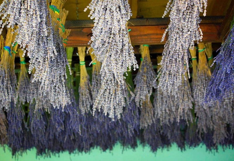 How to Check If the Lavender Spikes Are Fully Dry