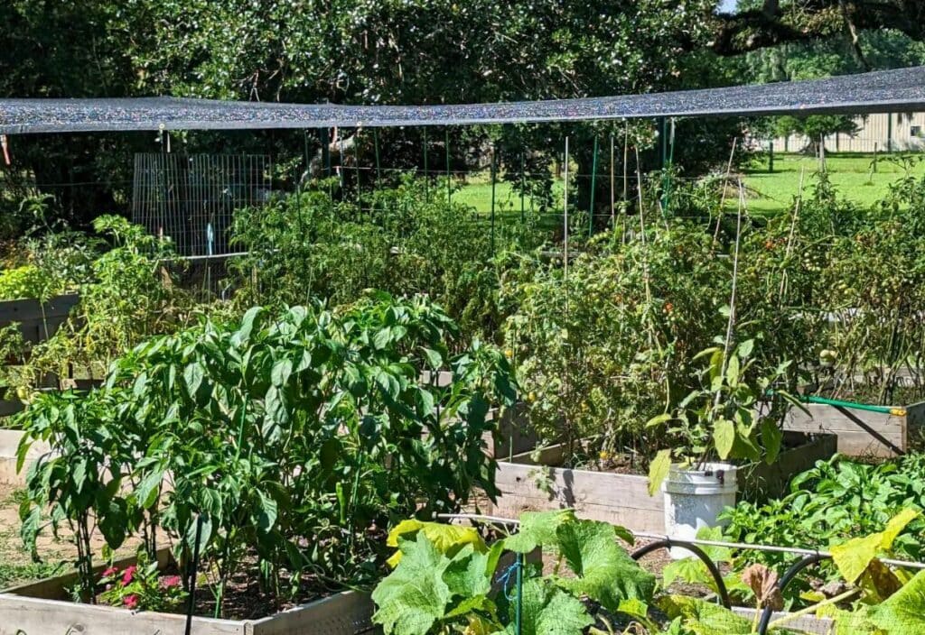 How to Cool Garden Soil During a Heatwave: 6 Simple Secrets to Maximize Harvests & Reduce Plant Damage