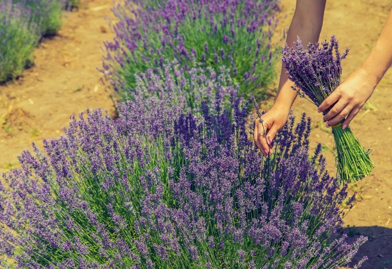 How to Harvest, Dry & Use Lavender Flowers