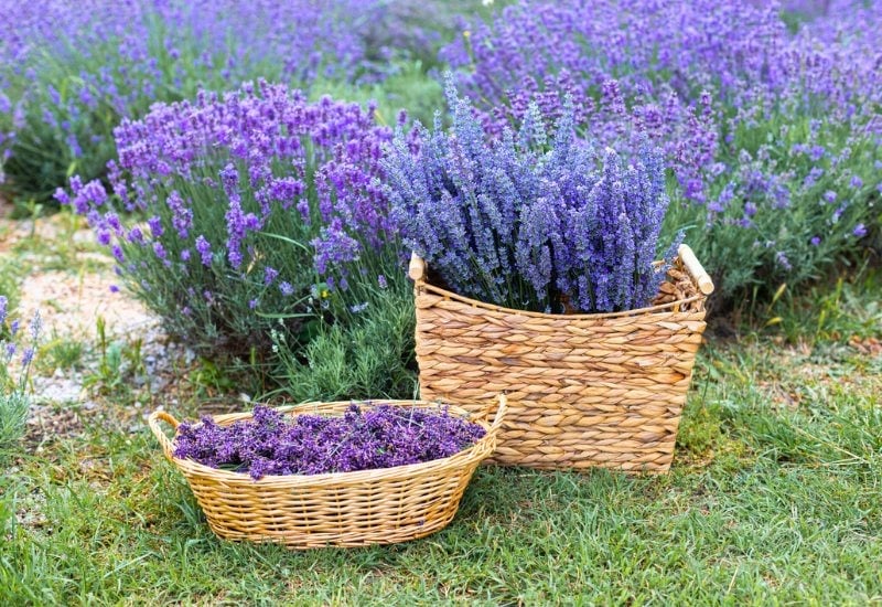 How to Harvest, Dry & Use Lavender Flowers