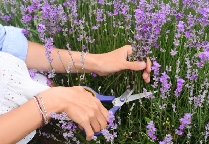 How to Harvest Lavender Flower Spikes