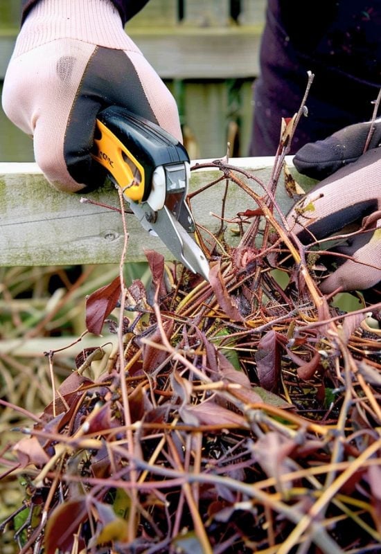 Prune Your Clematis When It’s Fully Dormant
