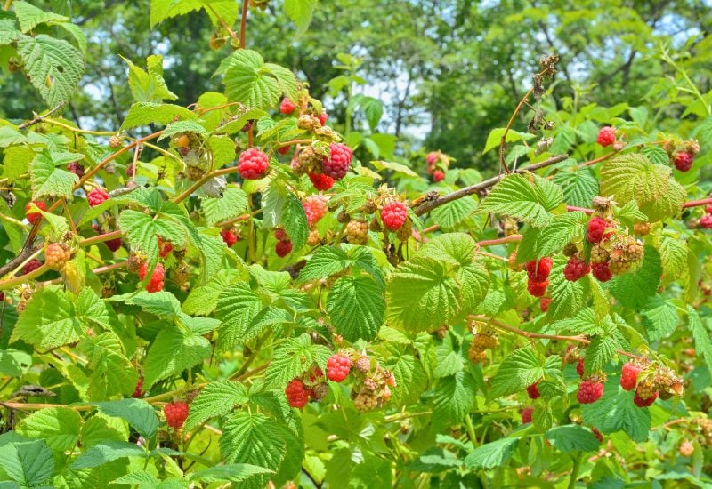 15 Edible Crops You Can Grow in Your Woodland Garden 13 Raspberry (Rubus idaeus)