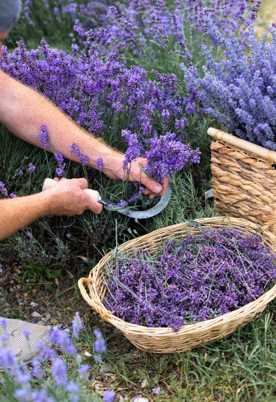 When to Harvest Lavender – Look at the Flower Spikes!
