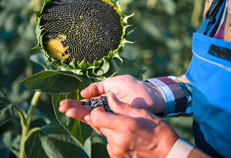 You Can Save Some Sunflower Seeds for Next Year
