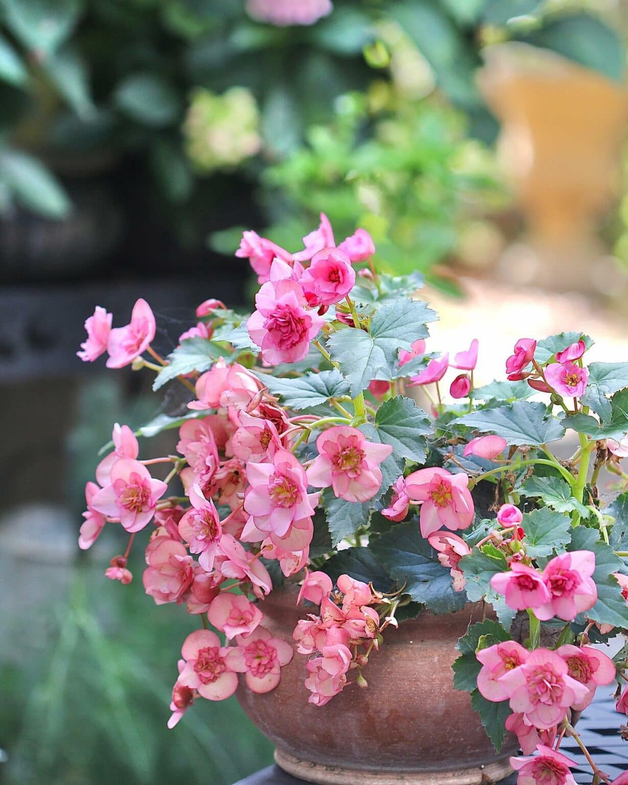 8 Secrets To Keep Begonias Blooming Big & Strong, All Summer Long!