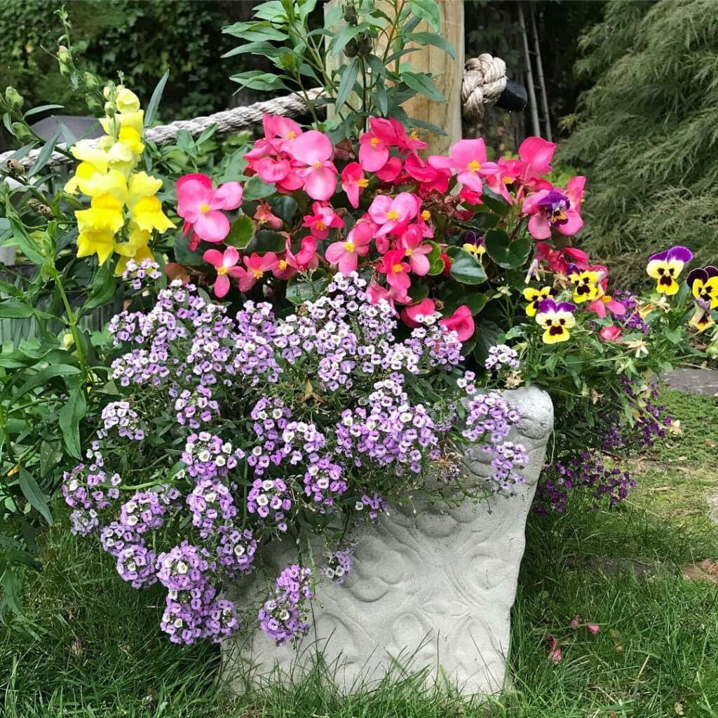 8 Secrets To Keep Begonias Blooming Big & Strong, All Summer Long! 1