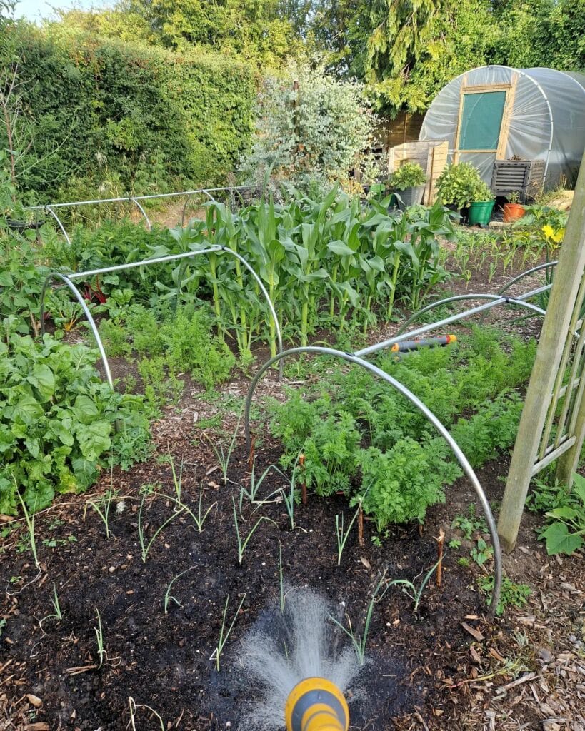 How to Cool Garden Soil During a Heatwave: 6 Simple Secrets to Maximize Harvests & Reduce Plant Damage 4