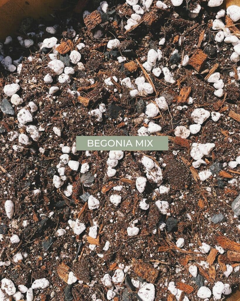 8 Secrets To Keep Begonias Blooming Big & Strong, All Summer Long! 2