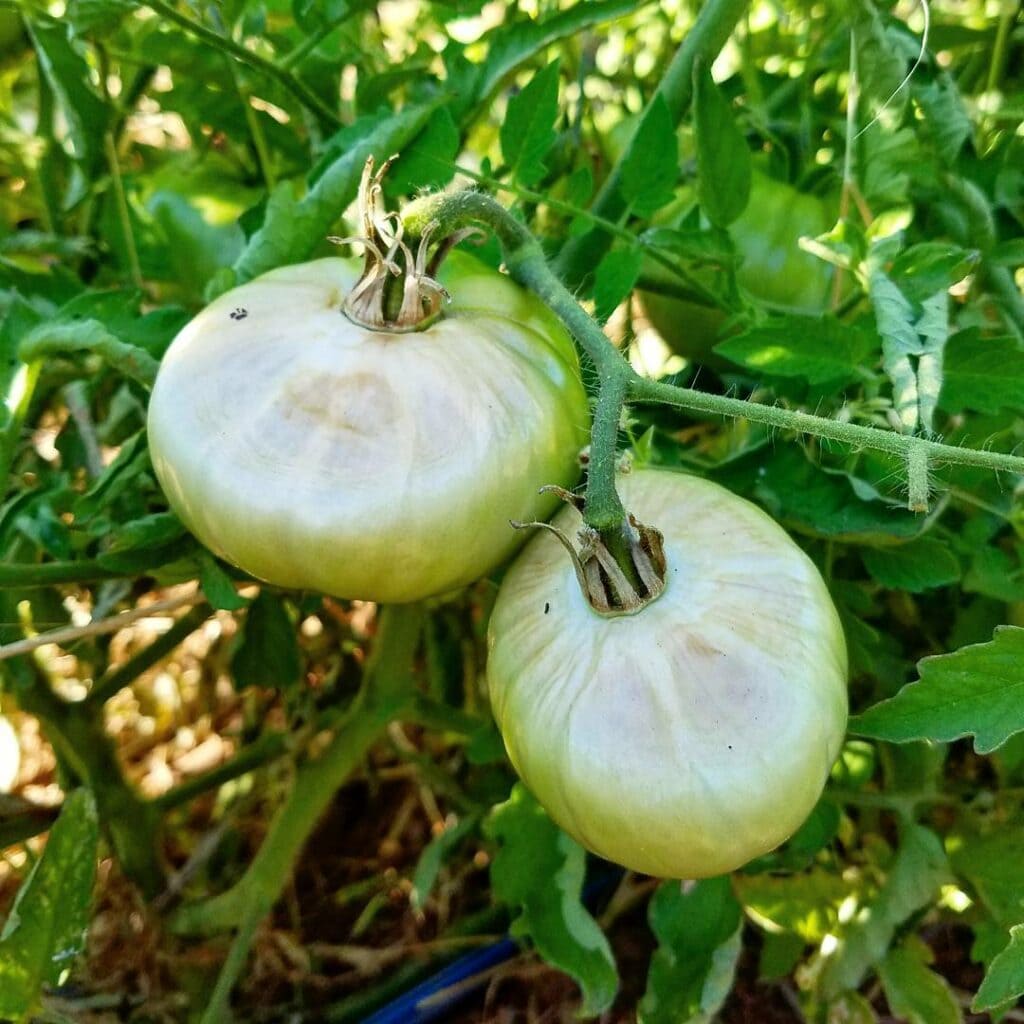 How to Cool Garden Soil During a Heatwave: 6 Simple Secrets to Maximize Harvests & Reduce Plant Damage 2