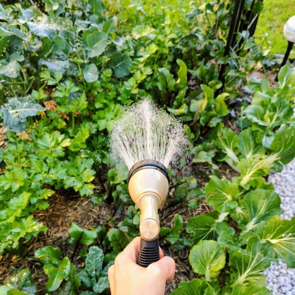 How to Cool Garden Soil During a Heatwave: 6 Simple Secrets to Maximize Harvests & Reduce Plant Damage 5