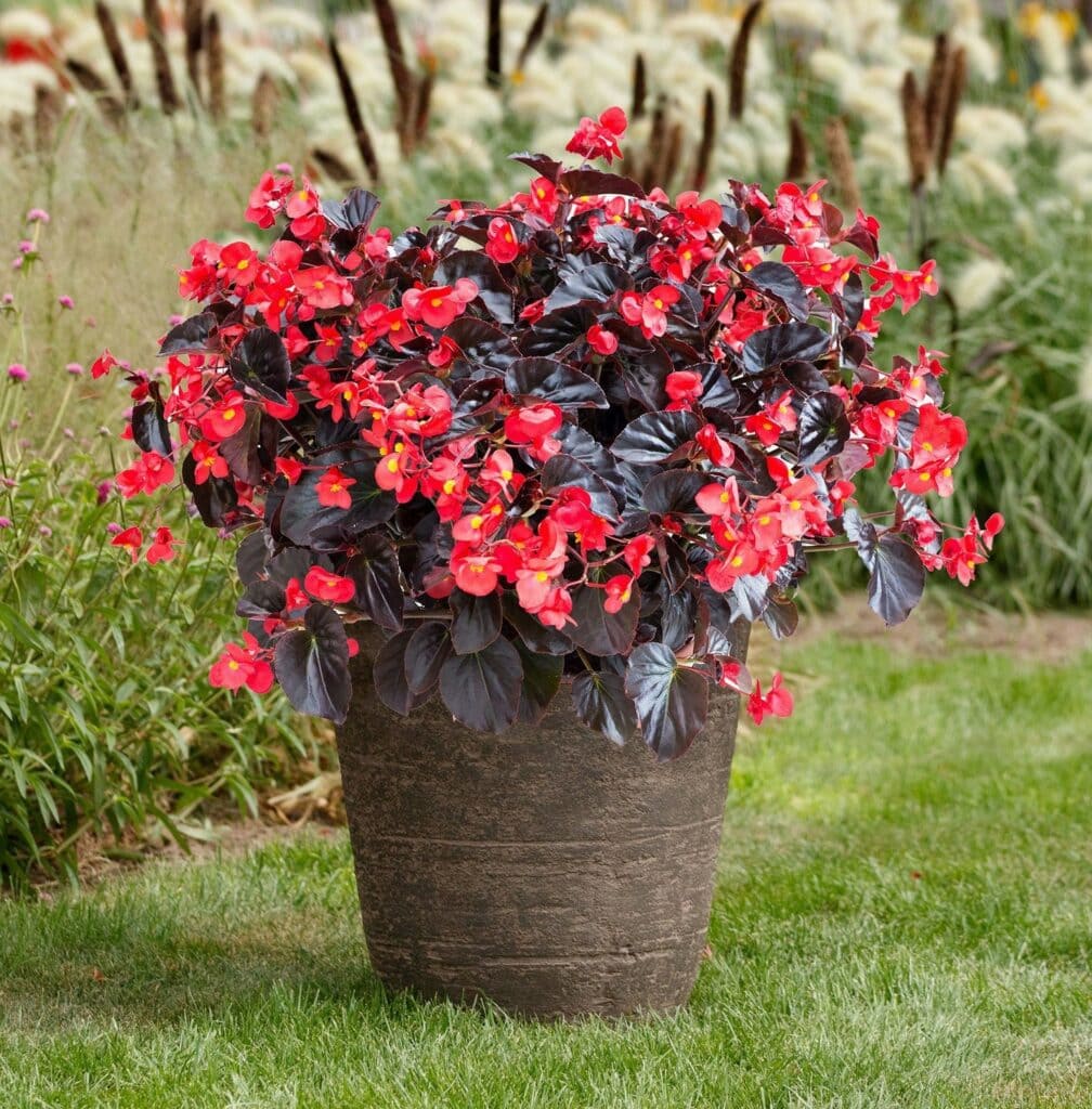 8 Secrets To Keep Begonias Blooming Big & Strong, All Summer Long! 4