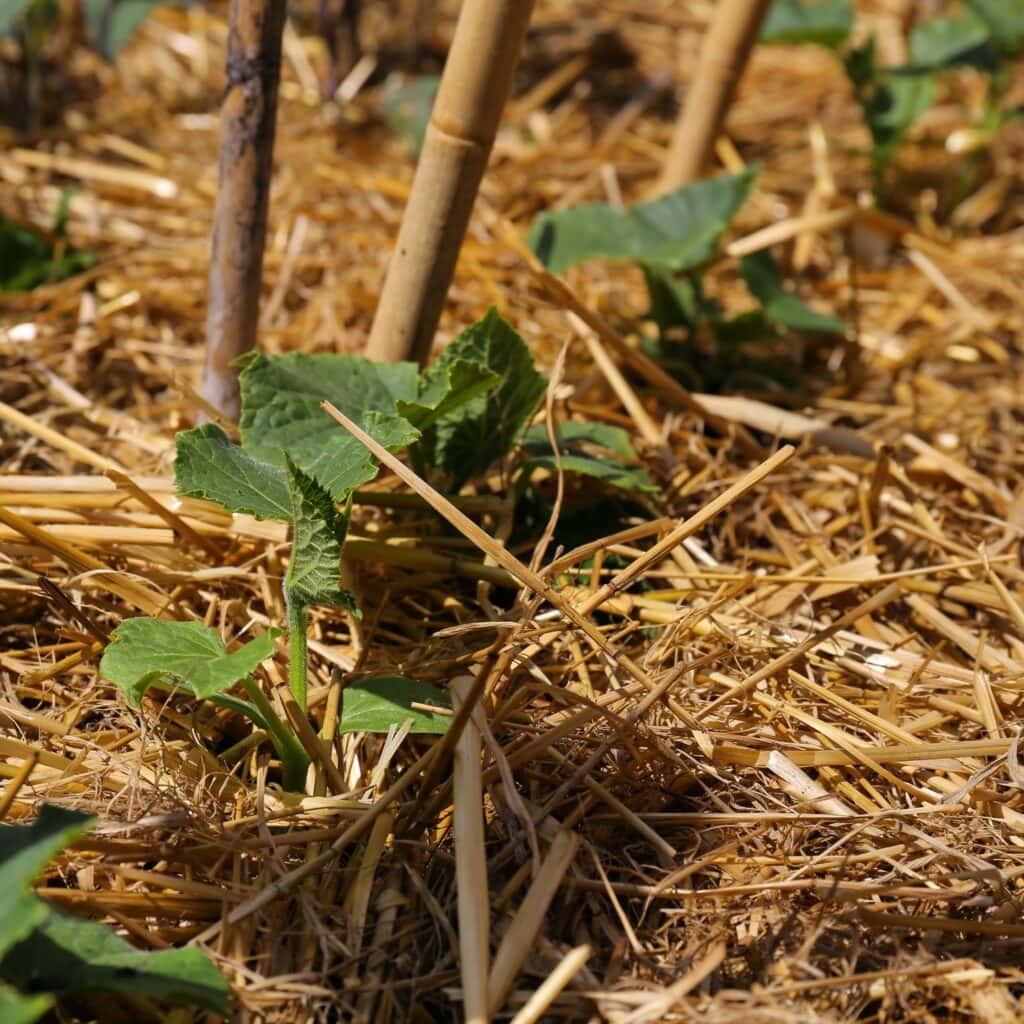 How to Cool Garden Soil During a Heatwave: 6 Simple Secrets to Maximize Harvests & Reduce Plant Damage 3
