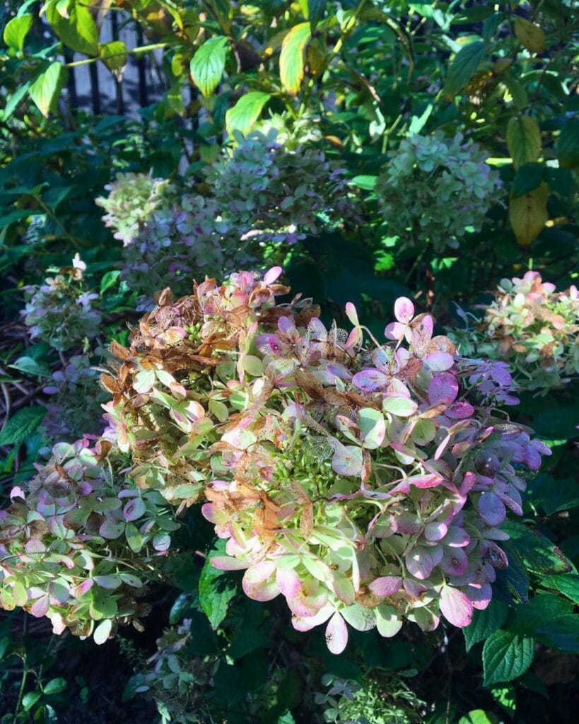 5 Things You Should Do Now After Hydrangeas Finish Blooming—Are You Missing Any? 3 5 Things You Should Do Now After Hydrangeas Finish Blooming—Are You Missing Any? 2