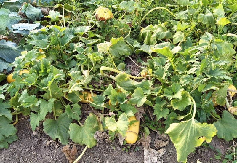 Don’t Starve Your Squash, or It Will Starve You!
