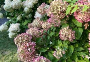 How To Care For Hydrangeas After They Bloom
