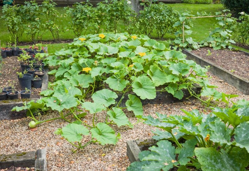 Not Staggering Your Squash Planting