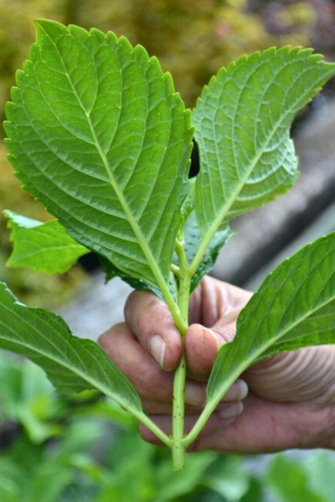 5 Things You Should Do Now After Hydrangeas Finish Blooming—Are You Missing Any? 8 5 Things You Should Do Now After Hydrangeas Finish Blooming—Are You Missing Any? 7