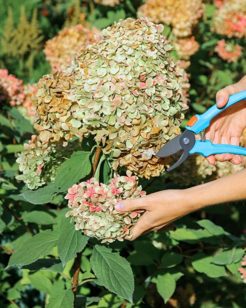 5 Things You Should Do Now After Hydrangeas Finish Blooming—Are You Missing Any? 2 5 Things You Should Do Now After Hydrangeas Finish Blooming—Are You Missing Any? 1