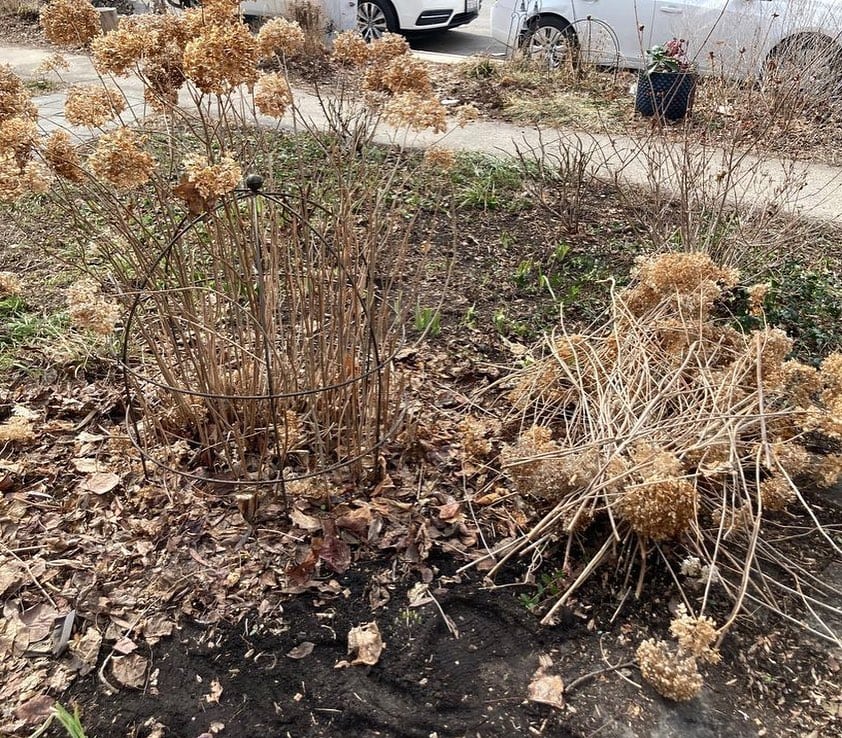 5 Things You Should Do Now After Hydrangeas Finish Blooming—Are You Missing Any? 7 5 Things You Should Do Now After Hydrangeas Finish Blooming—Are You Missing Any? 6