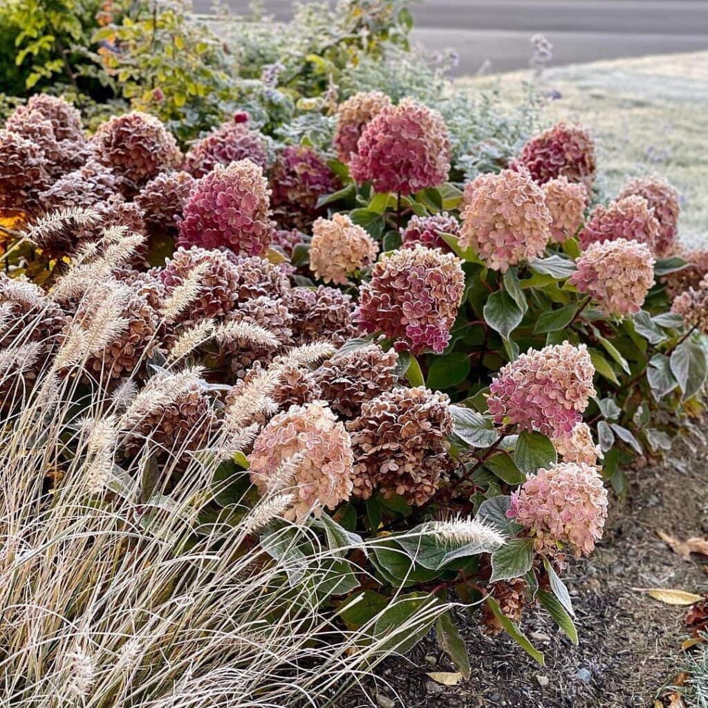 5 Things You Should Do Now After Hydrangeas Finish Blooming—Are You Missing Any? 10 5 Things You Should Do Now After Hydrangeas Finish Blooming—Are You Missing Any? 9