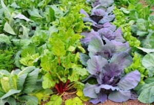 8 Fail Proof Vegetables You Can Plant in Fall
