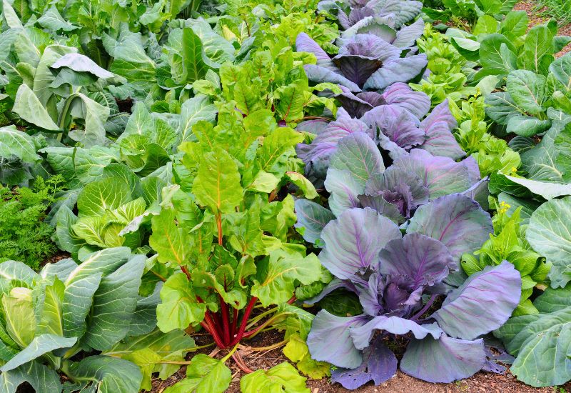 8 Fail Proof Vegetables You Can Plant in Fall 1 8 Fail Proof Vegetables You Can Plant in Fall