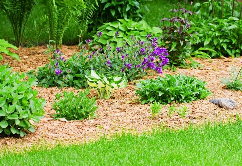 Absolutely Mulch After You Have Planted Perennials in Fall