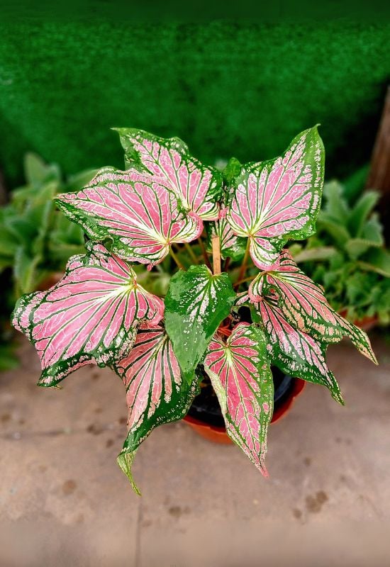 Angels’ Ears (Caladium spp.