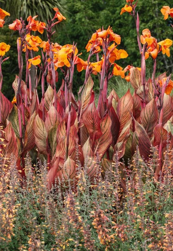  Canna Lilies