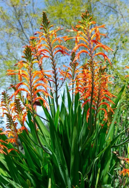 Crocosmia