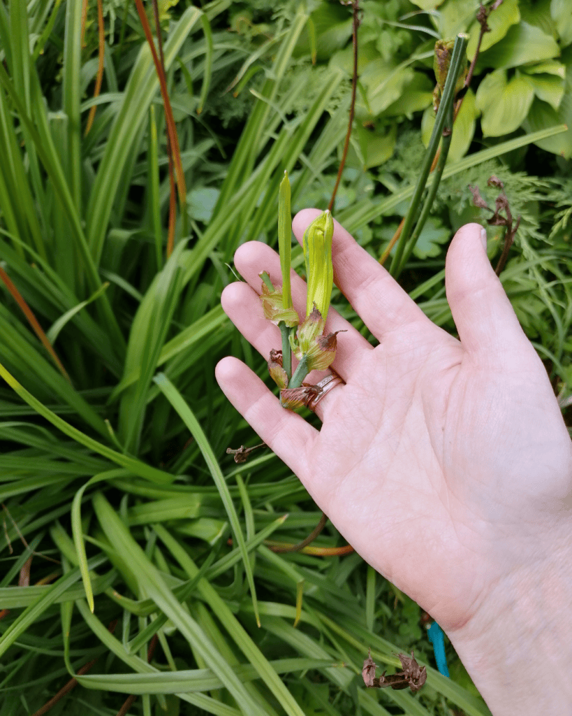 What To Do With Daylilies In The Fall – Cutting Back, Dividing, and Preparing for Winter 1