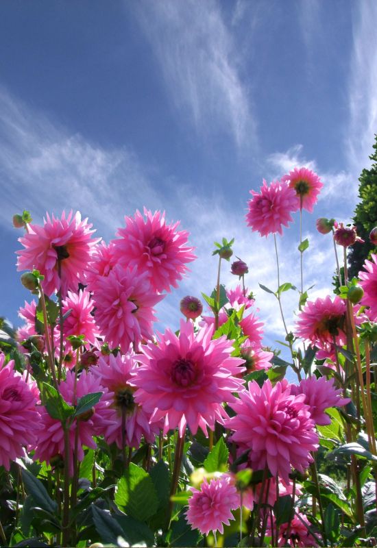 Dahlias