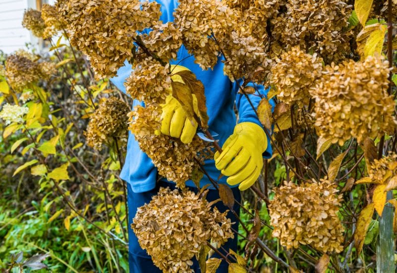 Deadhead Your Hydrangeas in Fall