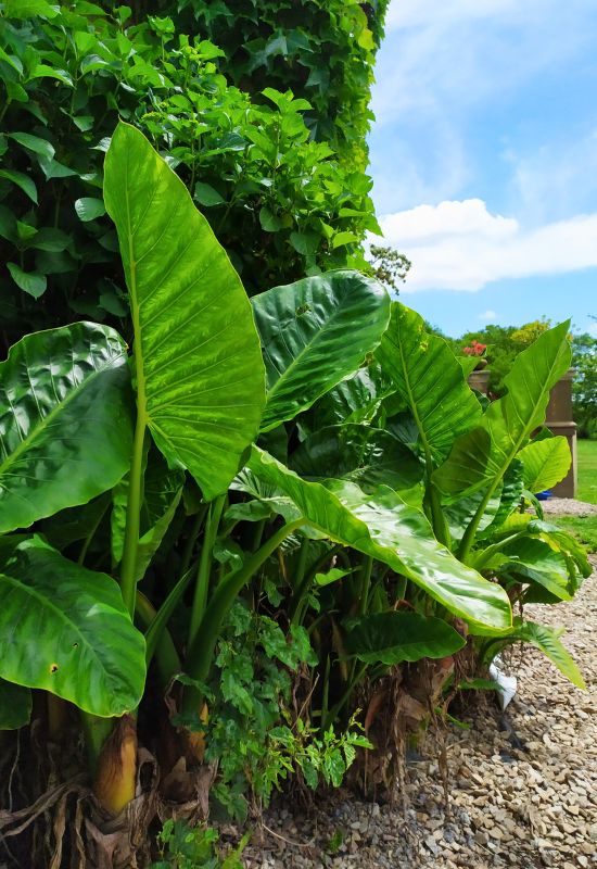 Elephant Ears (Colocasia spp. and Alocasia spp.)
