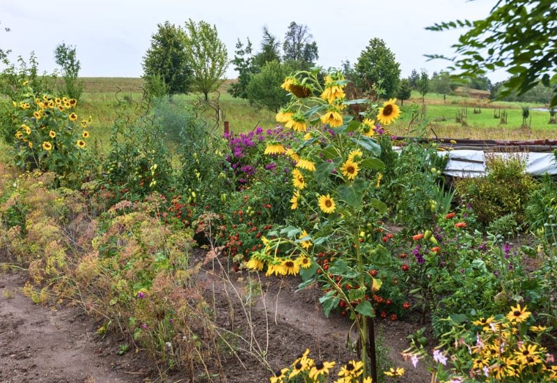 Fall Fertilization Benefit 4 – Sturdier Plants