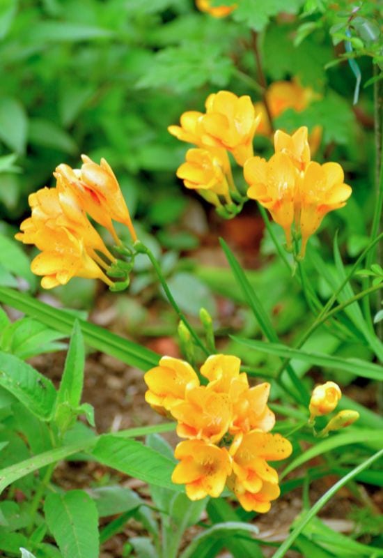 Freesias 
