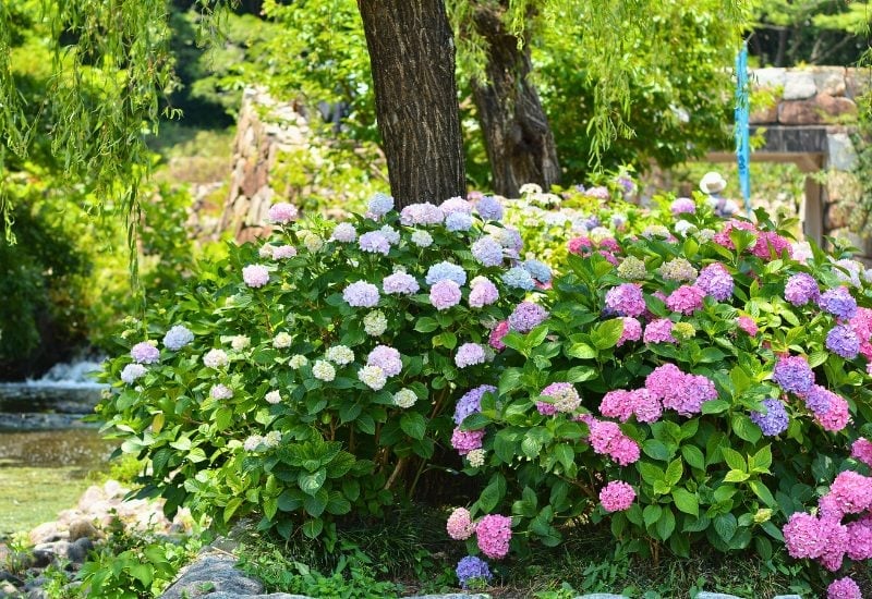 Improve Drainage for Your Hydrangeas in Fall