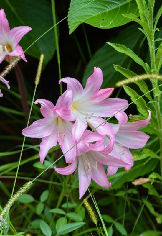 Jersey Lily (Amaryllis belladonna)