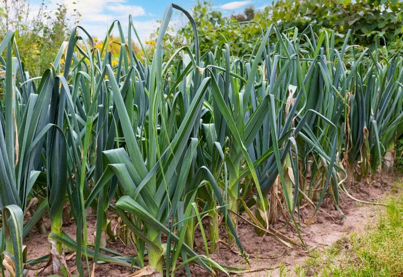 8 Fail Proof Vegetables You Can Plant in Fall 5 Leek