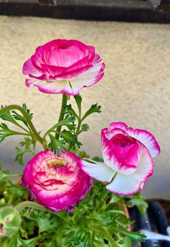 Persian Buttercup (Ranunculus asiaticus)