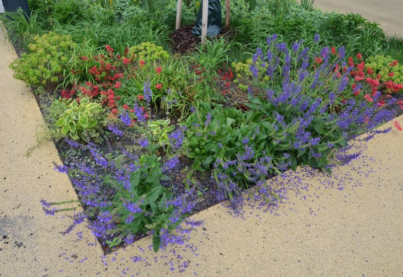 Plant Perennials in Fall and Don’t Worry About Weeds (Too Much)